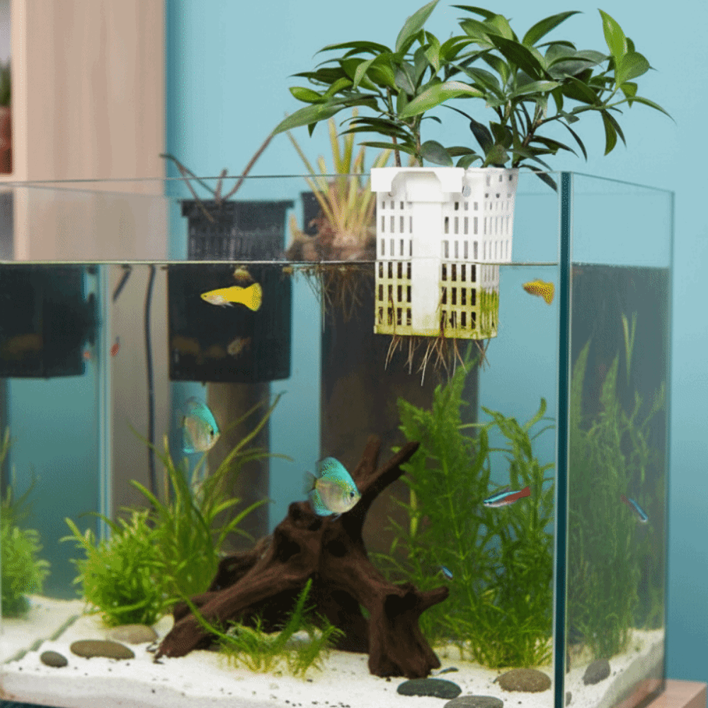 Wall Hanging Aquatic Plant Hol – обзор и цена Aquarium Planted Wall