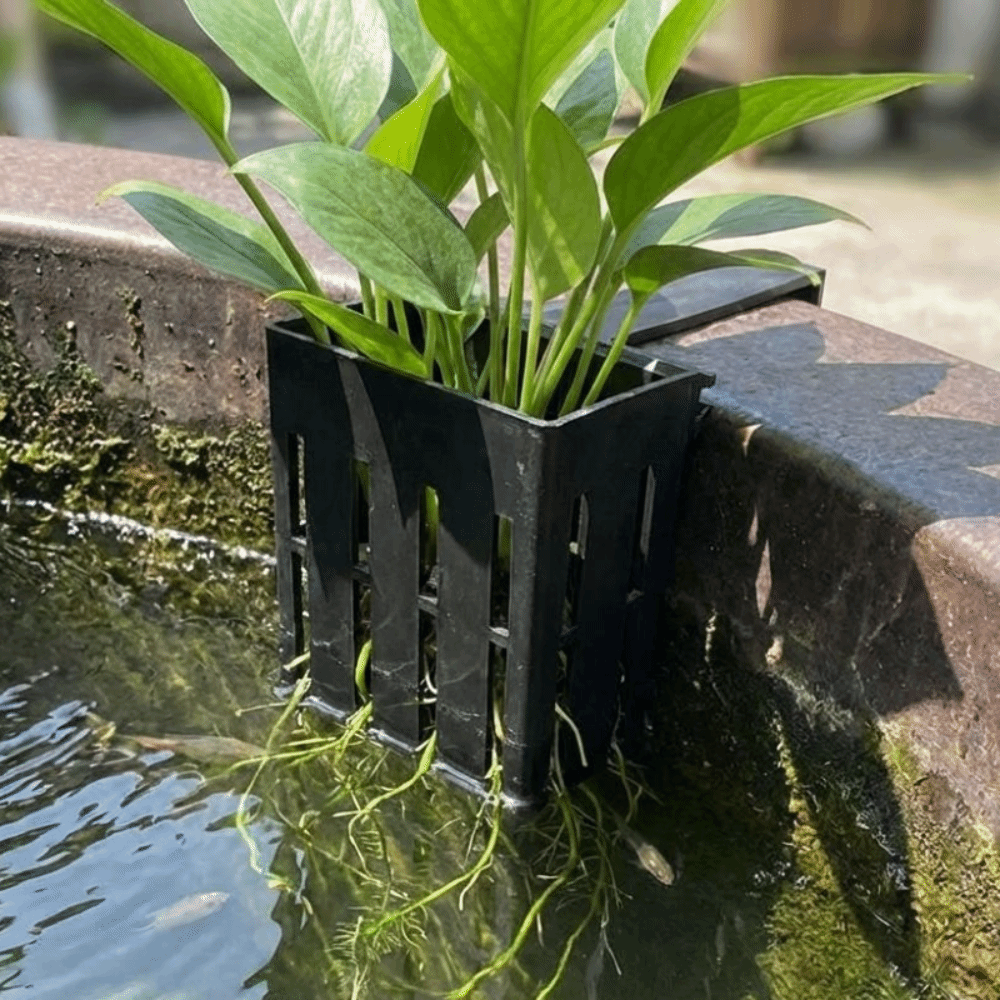 Wall-Mounted Aquarium Plant Ba – обзор и цена Aquarium Planted Wall
