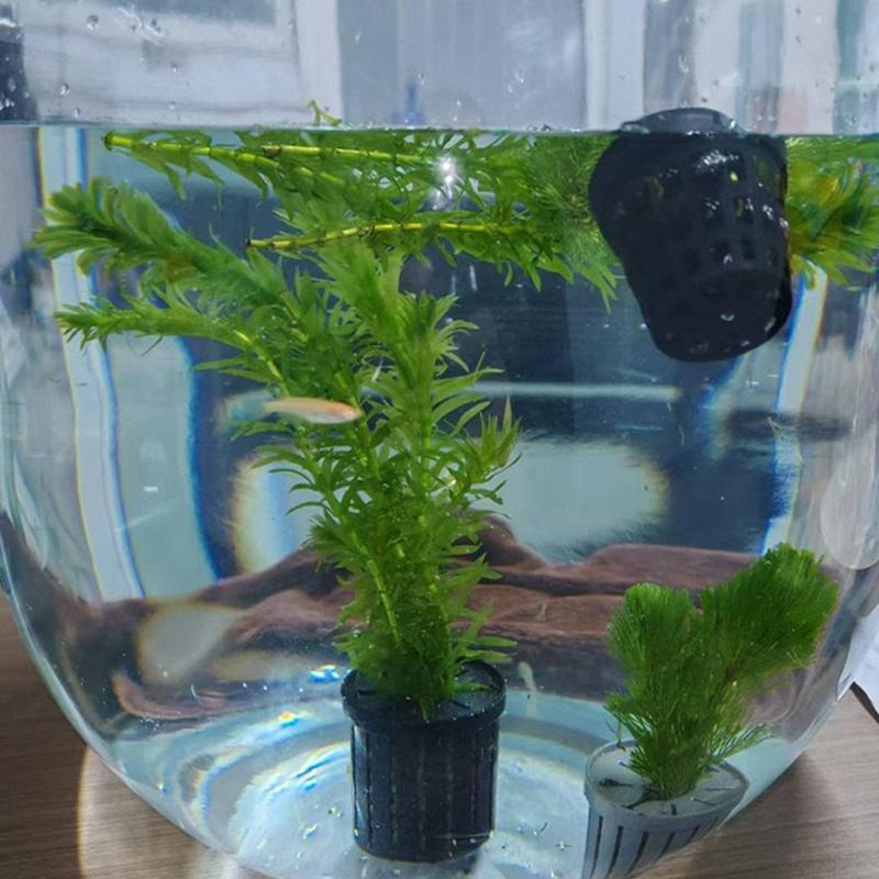 4Pcs Pet Fish Tank Landscaping – обзор и цена Aquarium Planting