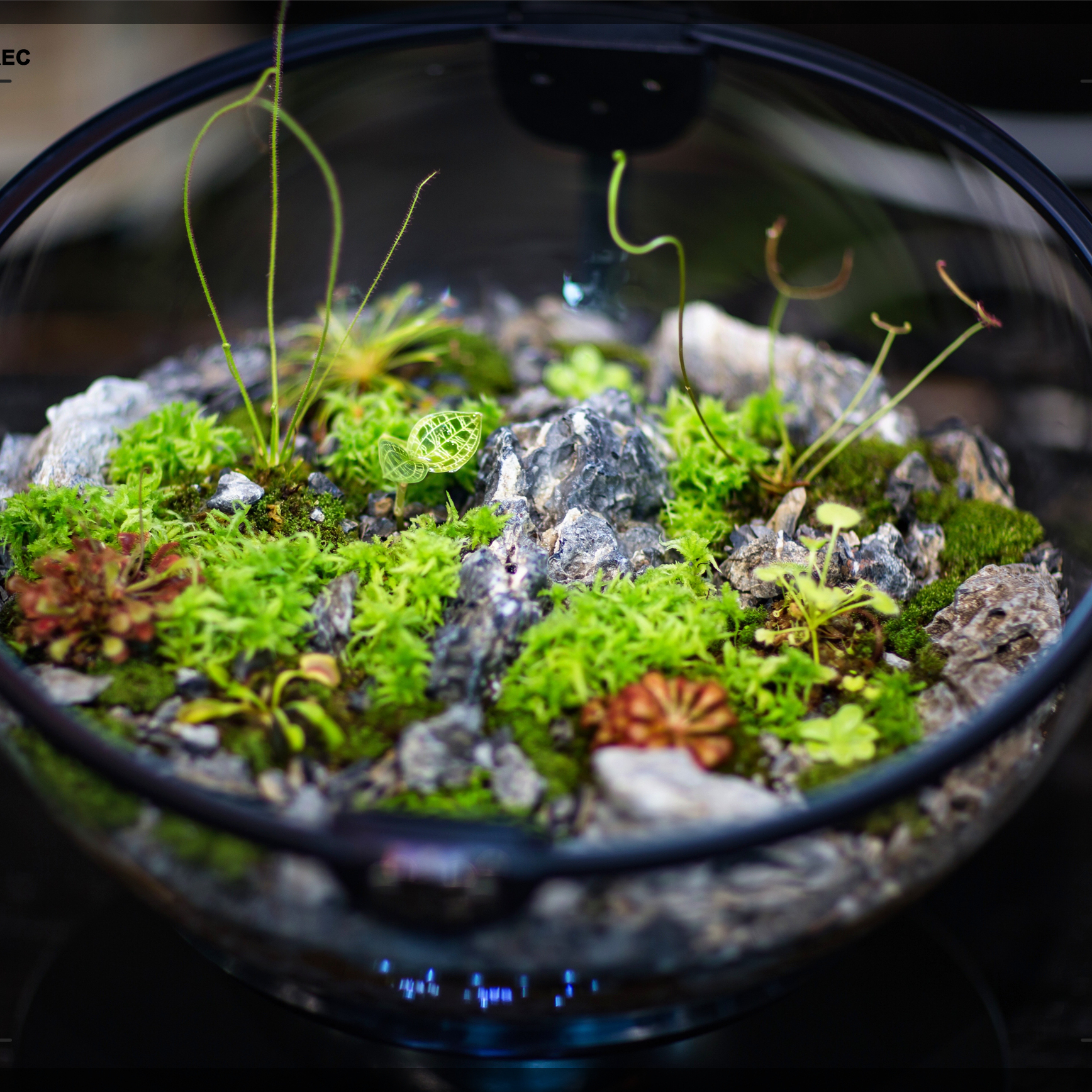 Hot Sales Acrylic Material  Ba – обзор и цена Planted Aquarium For Sale