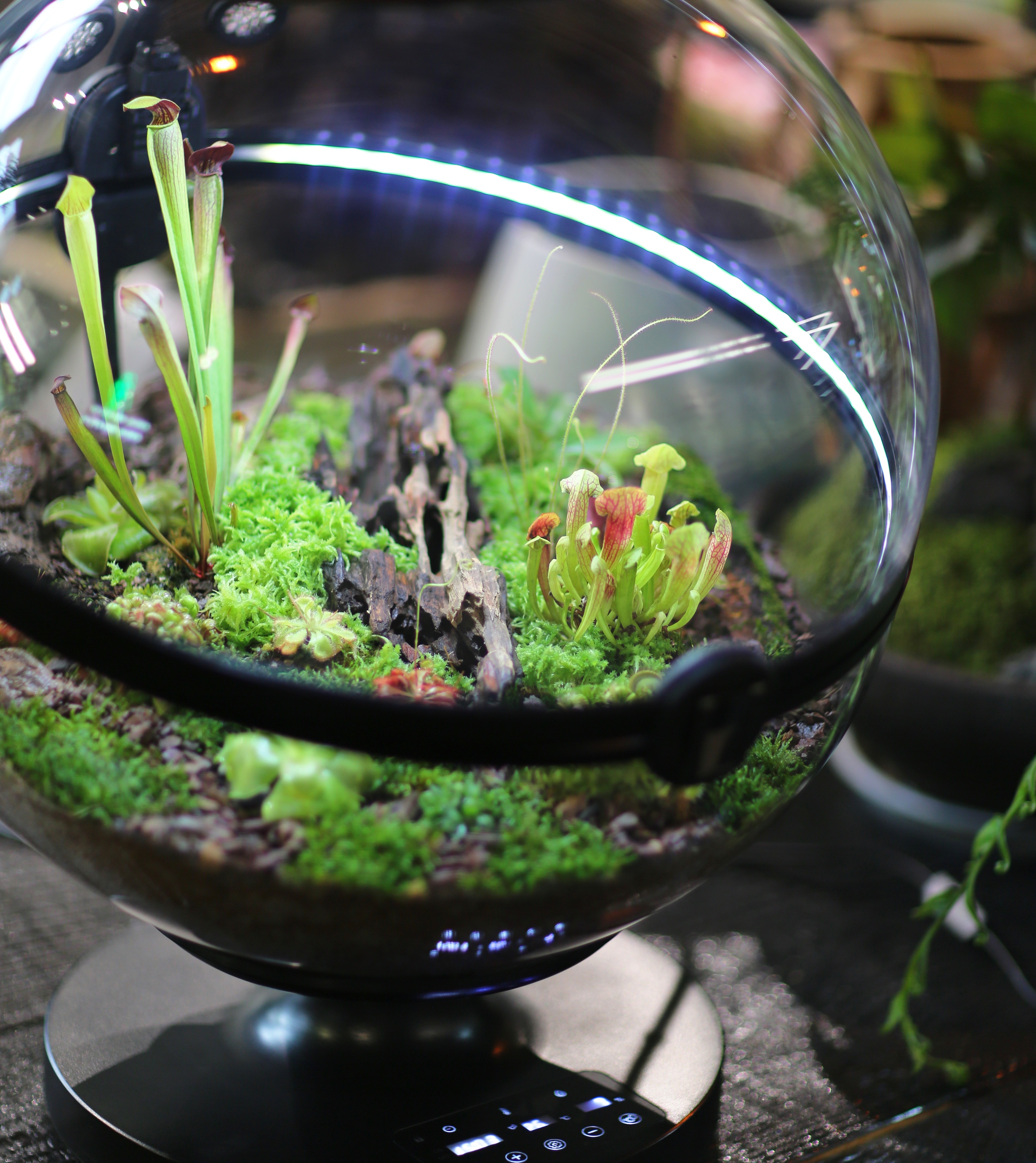 Hot Sales Acrylic Material  Ba – обзор и цена Planted Aquarium For Sale