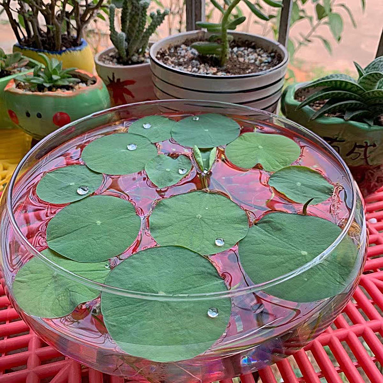 Fish Glass Bowl Glass Large Hy – обзор и цена Aquarium Planting
